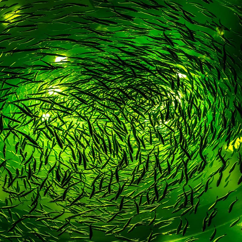 Ns 500W LED Underwater Fishing Light 35,000 Lumen Night Fish Attracting Light Waterproof